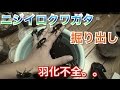【カブトムシ、クワガタ虫】ニジイロクワガタ掘り出し 羽化不全が。。。