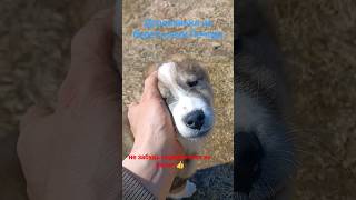 деревенька на берегу реки Печора #ледоход #весна 2024 #рекисевера