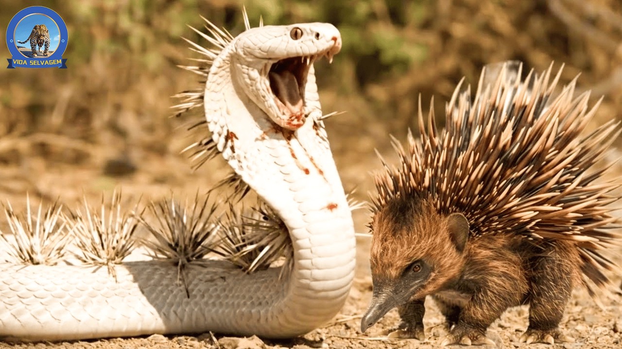 Austrália Selvagem – A Caçada Mortal da Cobra e dos Predadores #animaisselvagen | Vida Selvagem