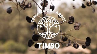 Timbó - Pacará - Oreja de Negro | Árbol Nativo de la Cuenca del Río de la Plata