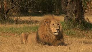 Beautiful Relaxing Music with Lions by Nature'sNarratives 21 views 2 months ago 4 minutes