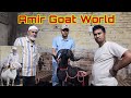 Quality super vilayti mende from amir goats world  bhiwandi ke naam karne wale mende