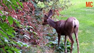 #Deer 4K quality connect with nature remove stress Tiny Baby Deer Asks Her | The Dodo Wild Hearts