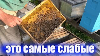 Обзор самых слабых семей пчел