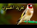 تغريد حسون خلوي 4 اشهر فالقفص 🎶🎶