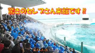 驚きのセレブさん来館です‼  ＃鴨川シーワールド＃シャチ