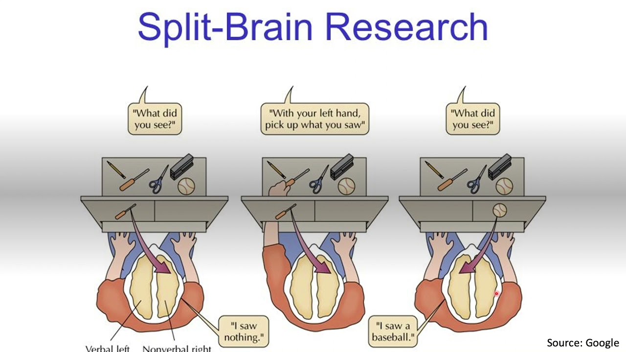 split brain research conclusion