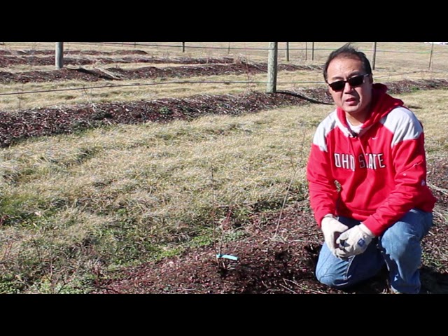 Specialty Fruit Report: How to prune a young Blueberry Bush? class=