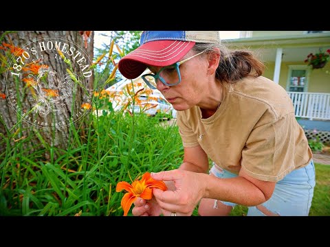 Video: Ay Daylily Edible: Daylily Edible Parts