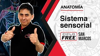 ANATOMÍA - Sistema Sensorial [CICLO FREE]