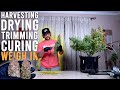 HOW TO HARVEST AUTOFLOWERS EASILY: DRYING TRIMMING CURING AND WEIGH IN RESULTS FROM 430 WATTS. EP5