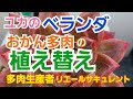 【多肉植物】今まで放置されてた ユカのおかん多肉(笑)植え替えします