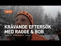 Krävande vildsvinseftersök med Ragge & Bob