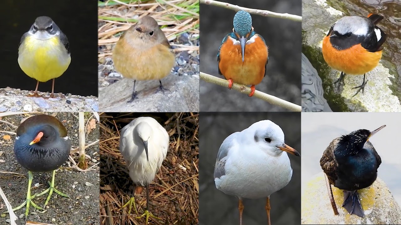 まるい鳥 丸まる鳥たちがおにぎりみたいでかわいい Wild Bird Rice Balls ４k Youtube