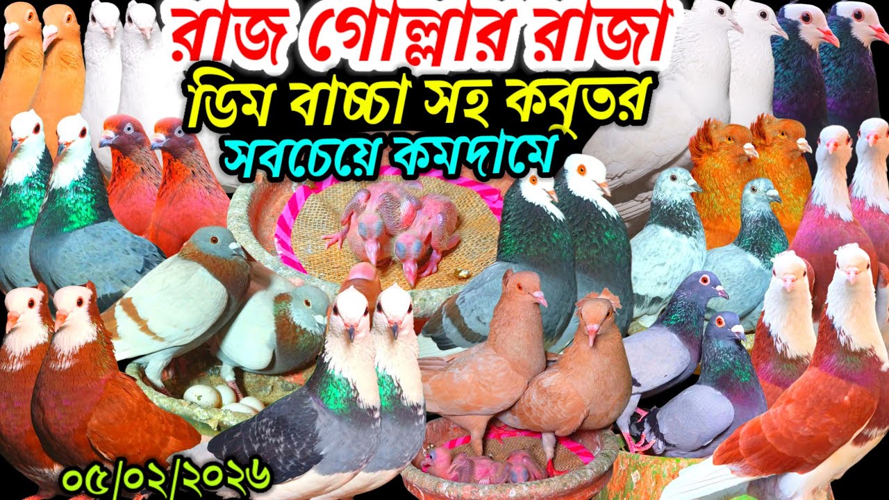 রাজ গোল্লার রাজা ডিম বাচ্চা সহ ১০০ জোড়া ফেন্সি রেসার গোল্লা কবুতর বিক্রি হবে সবচেয়ে কমদামে কবুতর