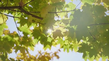 Âm nhạc chữa bệnh cho rối loạn lo âu, sợ hãi, trầm cảm và loại bỏ suy nghĩ tiêu cực