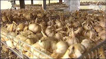 Giá bán tỏi đen cô đơn lý sơn lên men tự nhiên ở tại sài gòn tphcm !