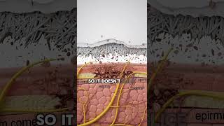 Why Paper Cuts Hurt So Much