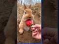 Ref:xwpJ52SVEmM Coelhinho comendo morangos #bunny #rabbit