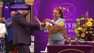 Italian Greyhounds | Breed Judging 2024