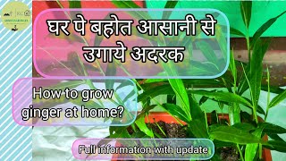 घर पे बहोत आसानी से उगाये अदरक | How to Grow Ginger at Home by Krishyel's Green Life 252 views 7 months ago 3 minutes, 29 seconds