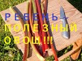 РЕВЕНЬ: в чем ценность сезонного овоща. RHUBARB: what is the value of a seasonal vegetable?