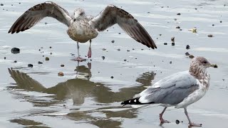 Apple Iphone 15 Pro Max Change Lenses Recording A Video Revere Beach Seagulls 4K60P Dolby Vision Hdr