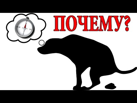 ПОЧЕМУ СОБАКИ ТАК СЕБЯ ВЕДУТ? ЕСТЬ ОБЪЯСНЕНИЕ!