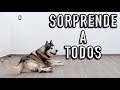 SORPRENDE A TODOS con tu perro - TRUCO FÁCIL