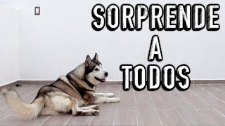 SORPRENDE A TODOS con tu perro  TRUCO FÁCIL