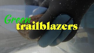 Sea snail matchmakers fight to save the white abalone