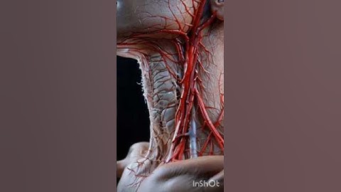 Cinematic 3D Anatomy: Carotid Artery Bifurcation in Motion#3DAnatomy #MedicalAnimation#CarotidArtery