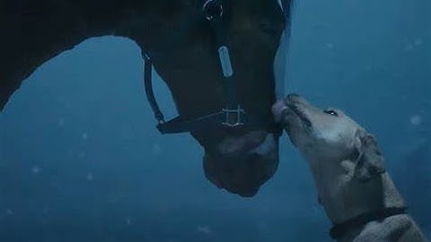 Super Bowl LVIII Sneak Peak at the 2024 Budweiser ad! Horses Are BACK!