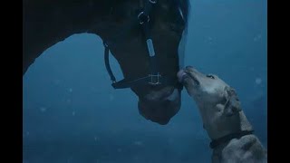 Super Bowl LVIII Sneak Peak at the 2024 Budweiser ad! Horses Are BACK!