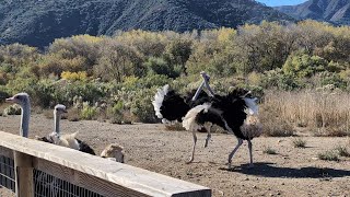 Clash of Titans: Ostrich Battle