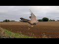 Goshawk : Hunter becomes the Hunted!!