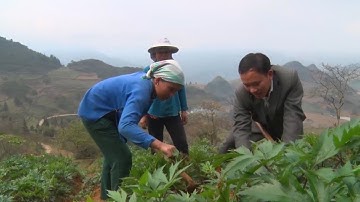 Cây dược liệu ở Si Ma Cai mở ra hướng thoát nghèo bền vững cho người dân