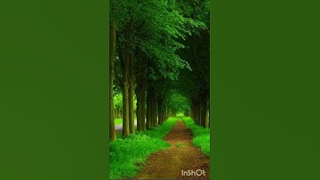 سورة الفيل (حفص)