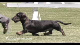 Wirehaired Dachshund Dog Show by Puppy Parent 5,656 views 6 years ago 1 minute, 54 seconds