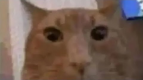 Random memes in my camera roll pt.1