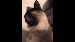 Siamese cat meowing  so adorable!