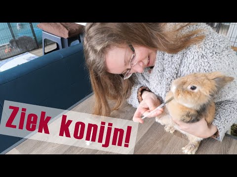 Vlog: ZIEK konijn, VERS HOOI kopen en Sera KAMMEN