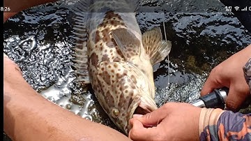 Câu Cá Mú Biển, Bằng Mồi Tôm Sống Và Mồi Mềm