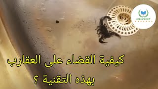 كيفية القضاء على العقارب في المنزل بطريقة سهلة وبسيطة؟