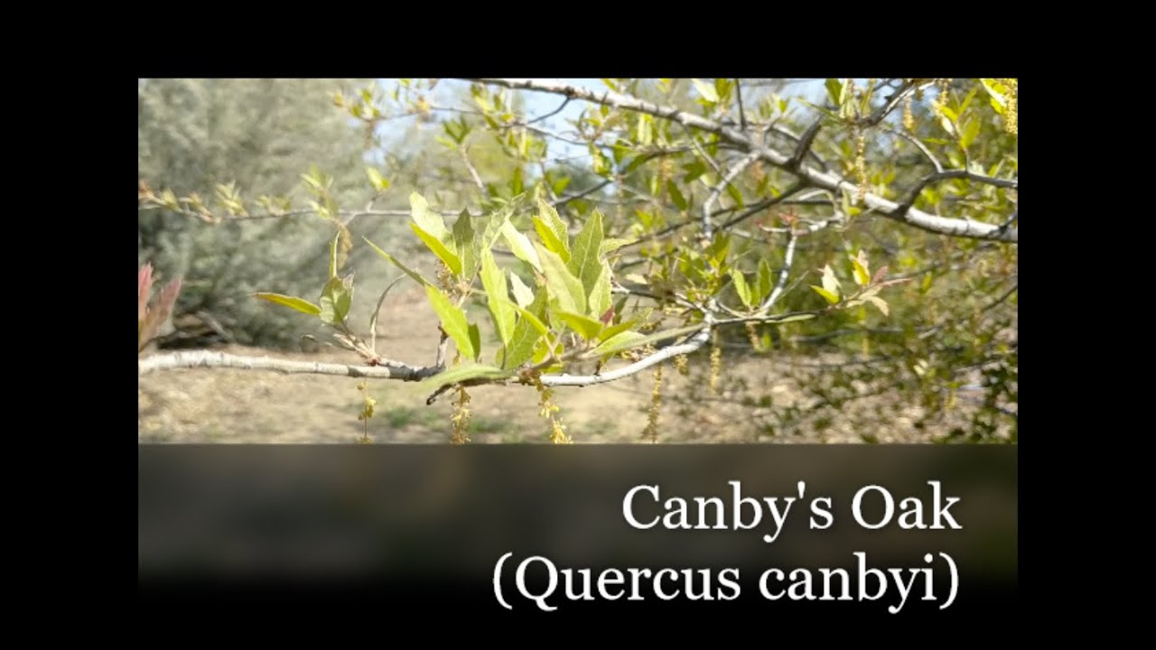ClimateReady Trees Canby's Oak YouTube