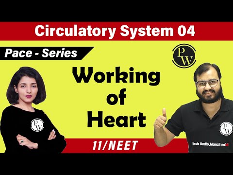 Circulatory System 04