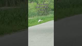 GREAT EGRET PLAYING WITH ITS FOOD | #shorts
#shorts #birding #birdslover #greategret #horiconmarsh
PLEASE LIKE ***** SUBSCRIBE ***** COMMENT
This video is not sponsored, & some links contained in the descriptions of my videos contain affiliate links. As an Amazon Influencer, I earn from qualifying purchases. If you use these links to buy something, I may earn a commission on sales through these links. You are NEVER charged more, & this is a way for you to support my channel. Thank you so much for your support.
My Amazon Storefront: https://amzn.to/3EXCWez
Ulike IPL Hair Removal: https://usulike.sjv.io/Opinionated
Stylevana: https://vana.ly/zRHSku (automatic discount!)
Get NordVPN - the #1 VPN: https://bit.ly/3uNyM7O
NetVue Birdfy Cameras: https://bit.ly/4aOoG7p
Grace&Stella Under-Eye Masks: https://collabs.shop/0vhvnf
Grace&Stella Ultrasonic Skin Spatula: https://collabs.shop/trnlgd
LinkTree: https://linktr.ee/opinionatedhorsewoman
K18 Hair: http://bit.ly/3iPpoLg
K18 Hair on Amazon: https://amzn.to/3ZNdIta
Olaplex Bond Build on Amazon: https://amzn.to/3XMNnK5
Drmtlgy: http://bit.ly/3o0iLEo
Eyescream Beauty Box (10% coupon) : https://bit.ly/3T4aXQZ
Copacetic Cosmetics - $5 credit: http://bit.ly/3Dc9HnA
ScentBox - perfume: https://bit.ly/3anDLid
Samsung: http://bit.ly/3HQpuvY
Mirabella Cosmetics: https://bit.ly/3Kehjr4 and use code STEPHANIES for 10% off your order
Yensa (Skincare & Cosmetics): https://bit.ly/3mUtmAr
*** Giveaway Rules ***
*I make the rules and these are the rules for THIS giveaway on MY channel only.
*Must be 18 yrs or older & must have a US mailing address, and the District of Columbia (DC) is included.
*Neither YouTube, nor ANY of the products or brands shown or discussed, are affiliated with this giveaway in any manner, I purchased these items on my own.
*You must be PUBLICLY subscribed to this YouTube channel: Opinionated Horsewoman. Your subscriptions MUST BE PUBLIC so that I can verify you are subscribed. If you do not know how to do this, there are a ton of videos available on YouTube that tell you how:
https://support.google.com/youtube/answer/7280190
*You must leave the appropriate requested comment below on this video using a coherent and sensible sentence and include the required word.
*Cannot have won within the last 30 days.
*You MUST LIKE 👍 this video
*Giveaway ends Sunday June 2, 2024 at 6pm CT. I reserve the right to close this giveaway earlier or later if I should deem necessary.
*One entry per person
*Winner will be chosen via random comment picker. Once I verify the winner has followed ALL the rules, the winner will have 48 hours to contact me via my channel email to claim their win. I will not contact the winner. If the winner does not claim the prize in the timeframe, a new winner will be picked in the same manner. Turn on the notifications bell !
*If you subscribe and then unsubscribe you are banned from any future giveaways.
*Winner is responsible for any and all state, federal, or local taxes.
*I am not responsible for the items once they are taken to the delivery service which will be the US Postal Service, if they are lost, stolen, or damaged. If you win you will need to ensure you give me a legal address where they can be safely delivered by the USPS within the 50 contiguous (and DC) United States.
Paypal: https://paypal.me/opinionatedhorsewoma
Instagram: https://bit.ly/3aZlA28
TikTok: https://www.tiktok.com/@opinionatedhorsewoman
Threads: https://bit.ly/3rjji9Q
Pinterest: https://pin.it/7hz9fZB
Find all my Referrals at LinkTree:
https://linktr.ee/opinionatedhorsewoman
💙Friend Email & Mail, PR Enquiries & Business Opportunities:
OpinionatedHorsewoman@gmail.com
All opinions expressed in these videos are honest an/*************d my own. All content copyright © Opinionated Horsewoman, LLC. All Rights Reserved. GREAT EGRET PLAYING WITH ITS FOOD | #shorts