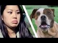 People Meet Pit Bulls For The First Time