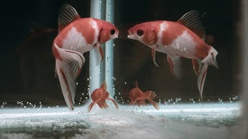 Enhanced underwater echosounder module