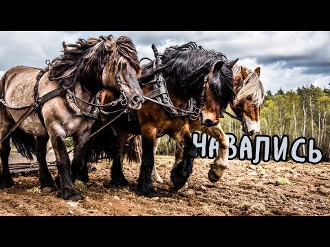 Video: Hestekræfter: Hvordan Man Definerer Det